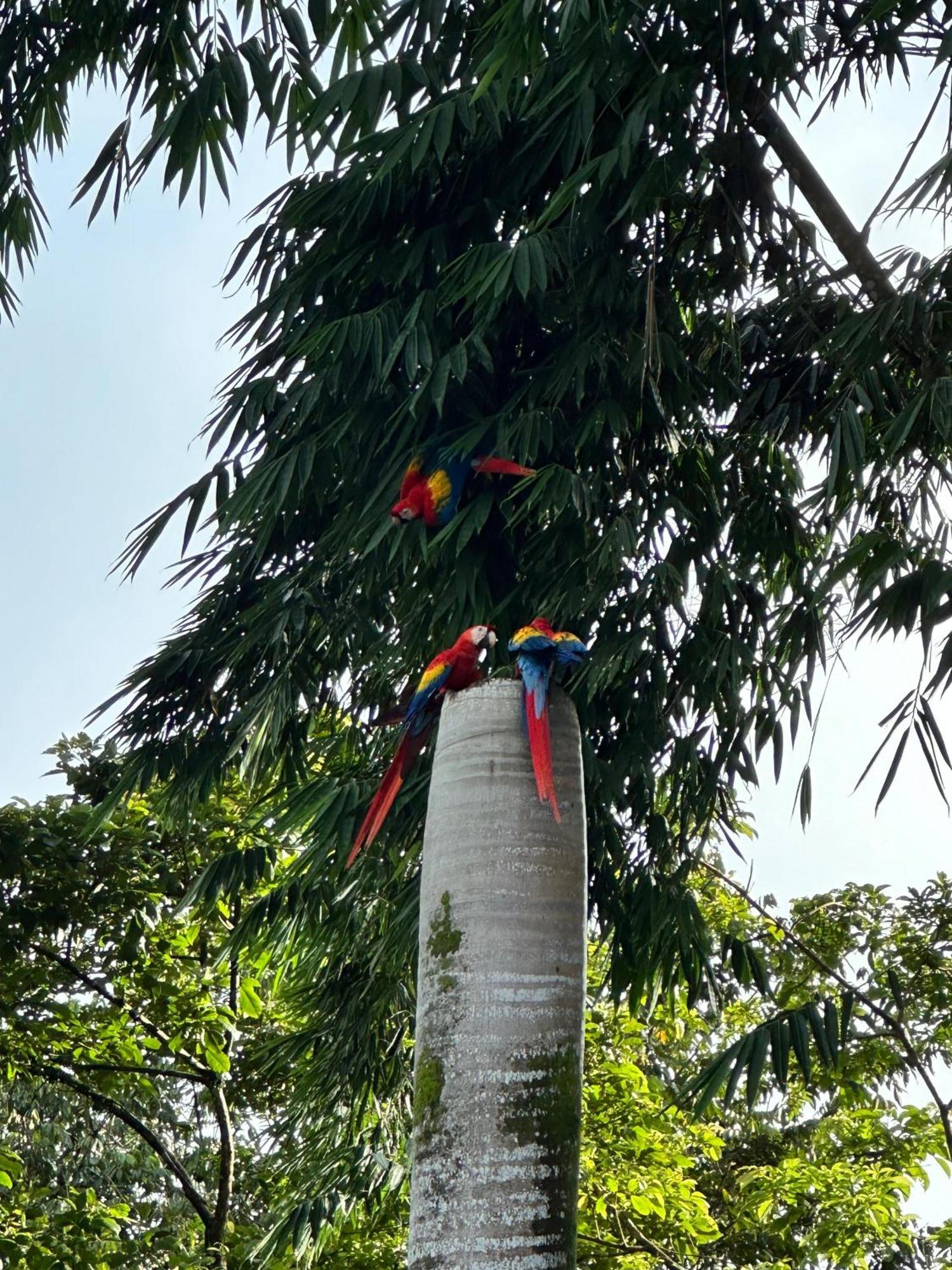 Hospedaje Colibri Manuel Antonio Exterior photo